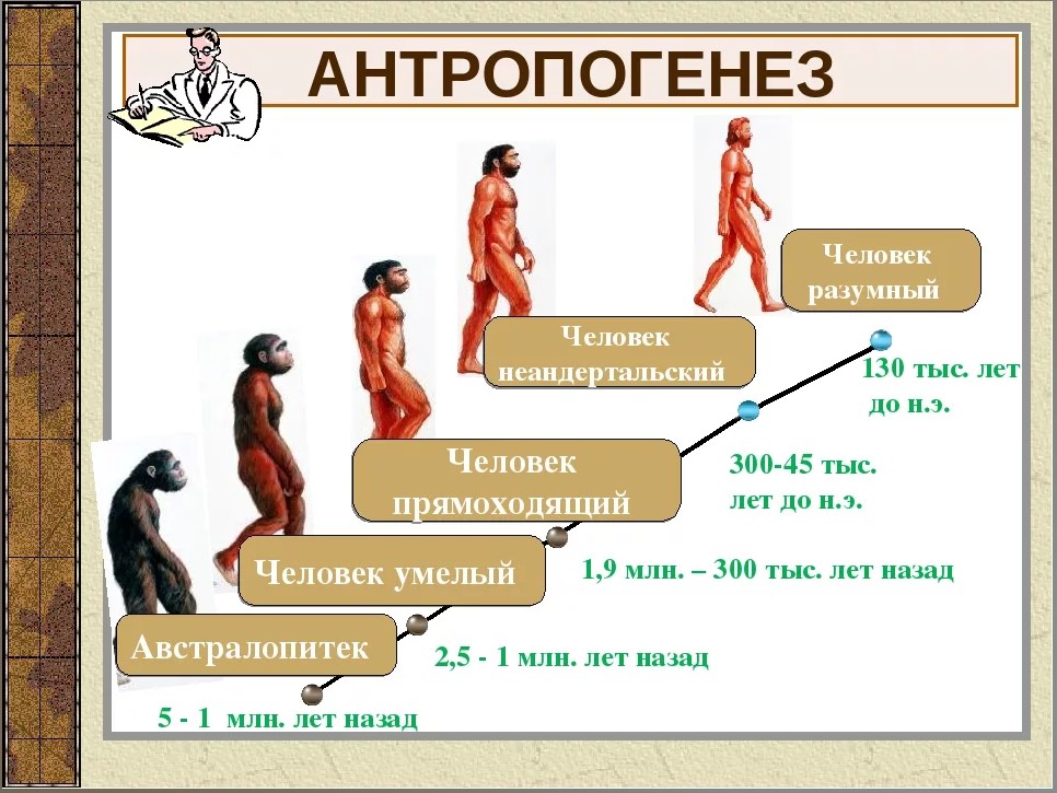Таблица людей на земле. Ступени развития человека хомо сапиенс. Происхождение человека Антропогенез стадии. Антропогенез это процесс. Происхождение человека хомо сапиенс Эволюция.