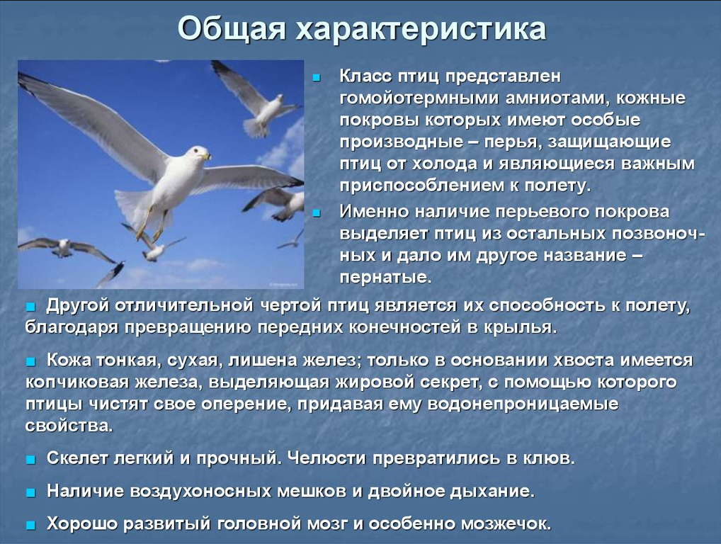 Сообщение про птиц 7 класс биология. Класс птицы общая характеристика. Характеристика птиц. Характеристика класса птицы. Особенности класса птиц.